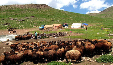 ۵ هزار رأس دام عشایری در جنوب کرمان پایش می‌شوند