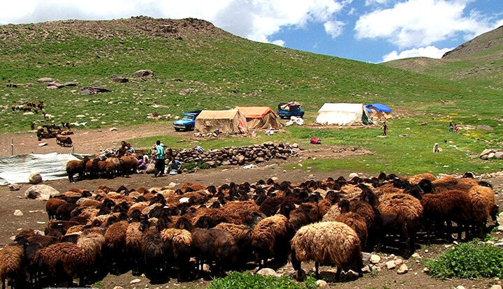 ۵ هزار رأس دام عشایری در جنوب کرمان پایش می‌شوند