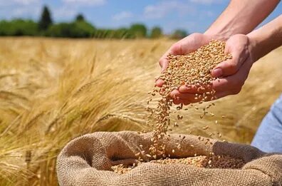  پرداخت مطالبات گندم کاران / تسویه کامل تا هفته آینده انجام می‌شود؟
